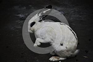 Rhinelander Rabbit in Qingdao habitat, China photo